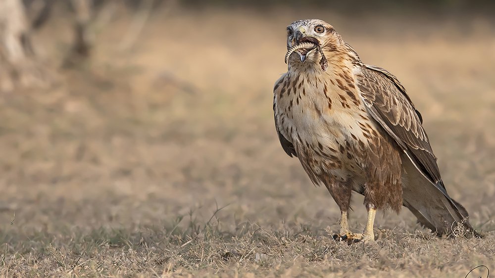 Photograph by Dr Giridharan Vijay