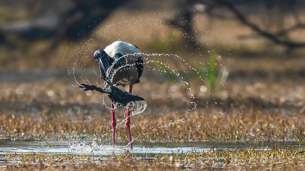 Photograph by Dr Giridharan Vijay