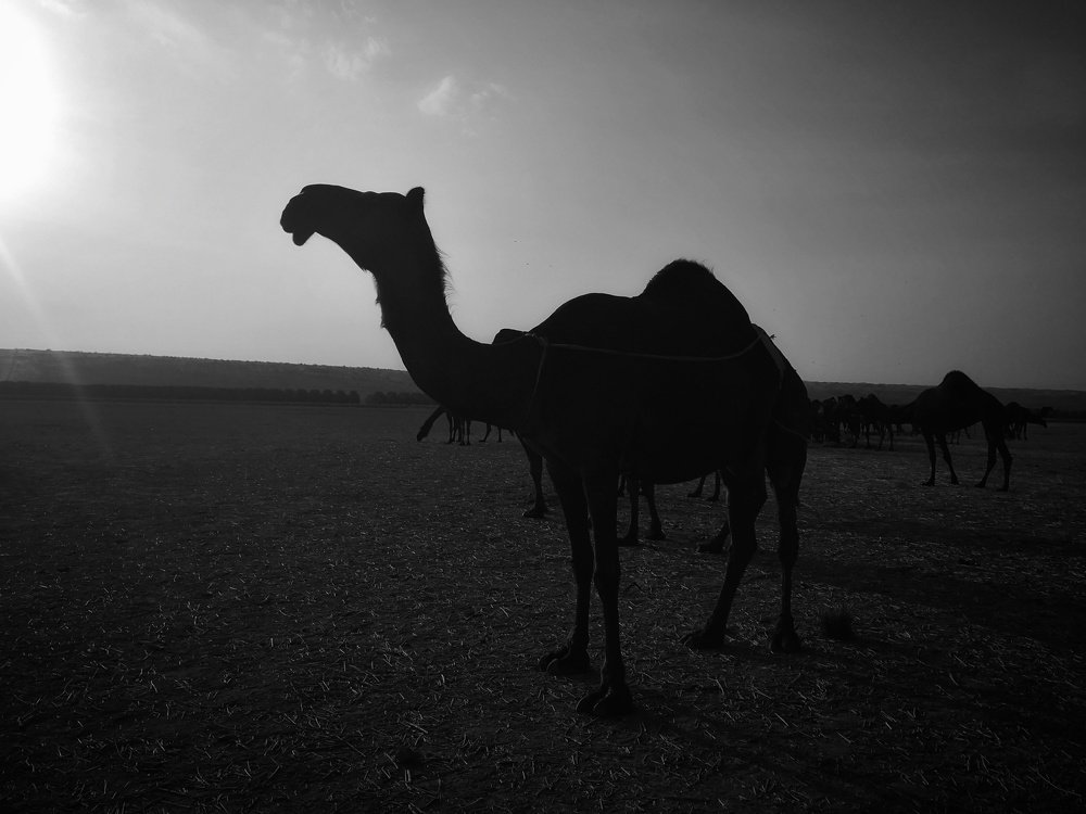 Camelway