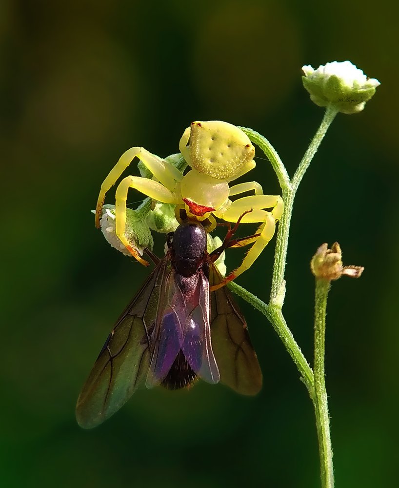 Predator & Prey of Macro World.