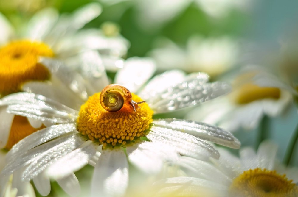 Photograph by Ирина Никульча