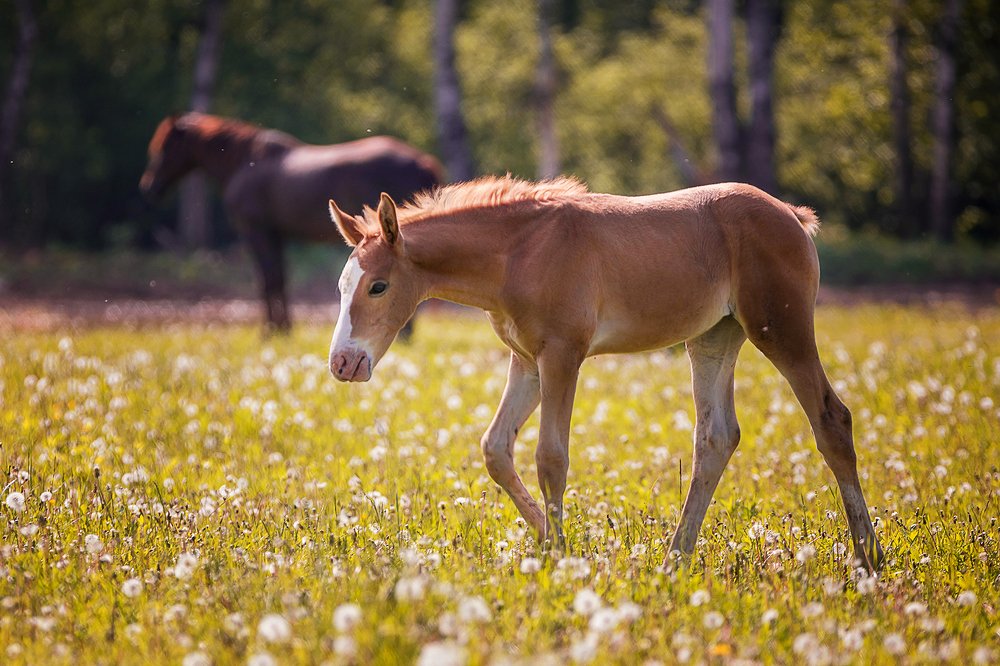 Baby foal