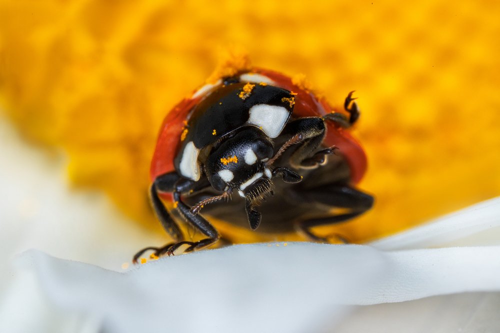 Фотография автора Dolli Pogrebnaya