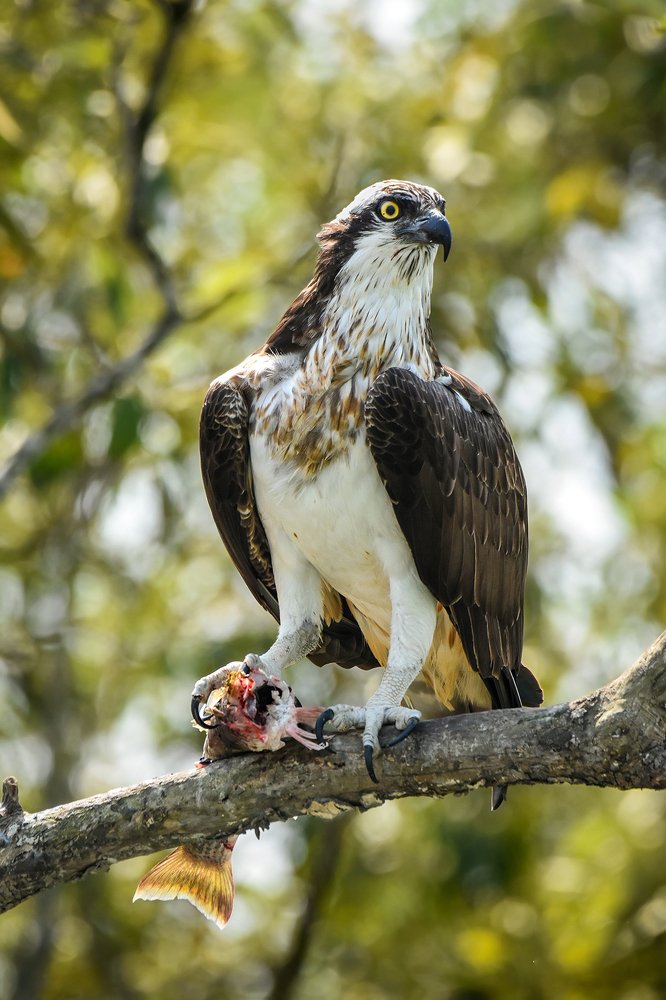 Keep your eyes open and talons ready