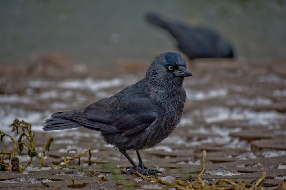 Photograph by Дмитрий Жижин