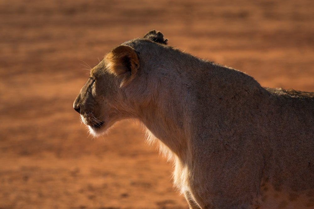 Photograph by Ольга Петруша