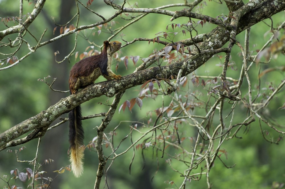 The Indian giant squirrel