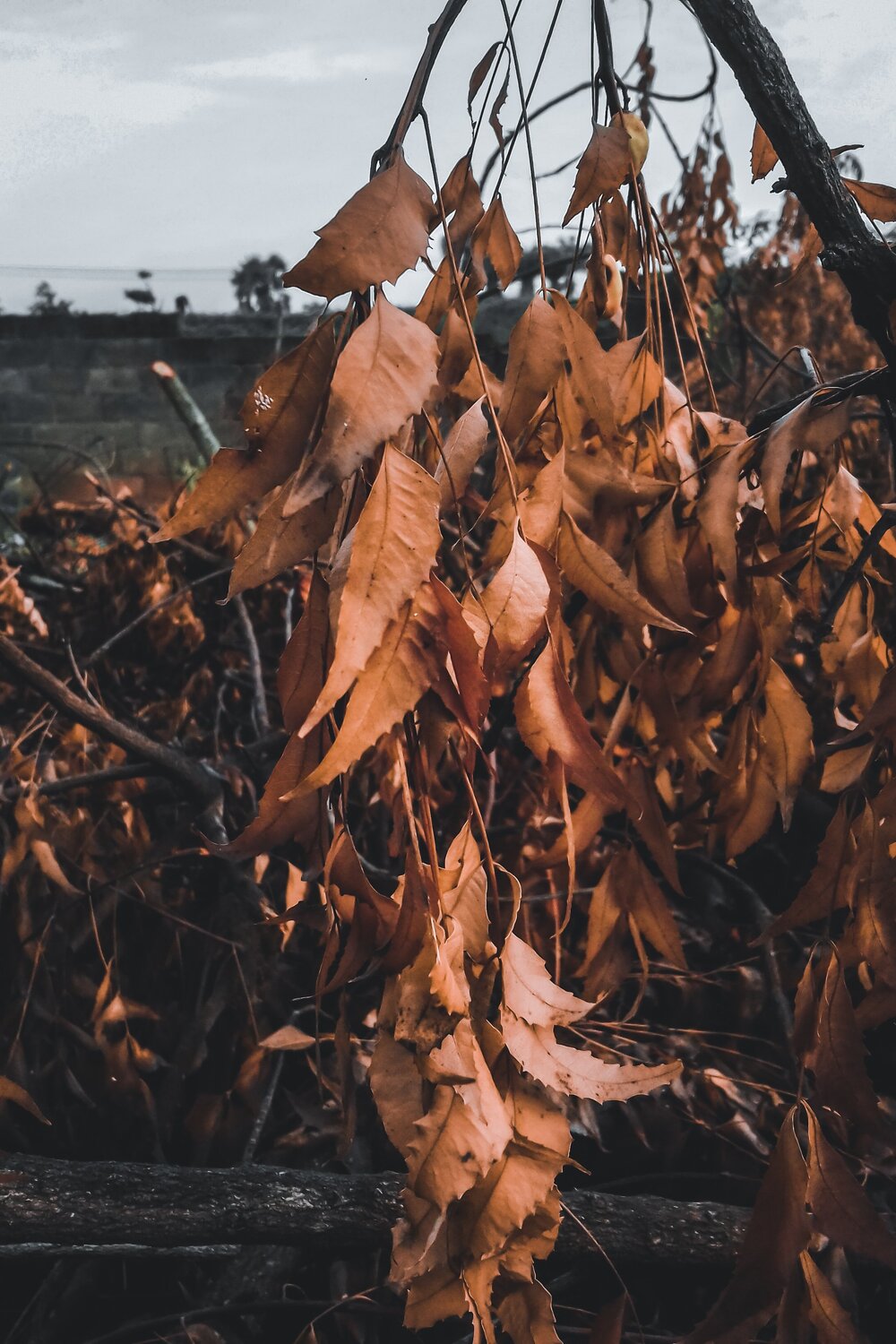Photo #4722996