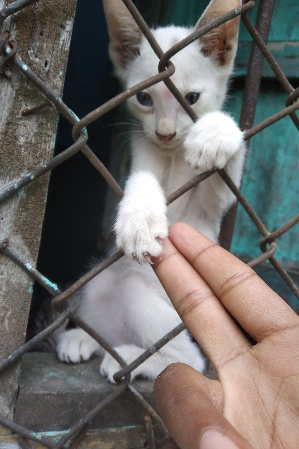 Photo #4723142