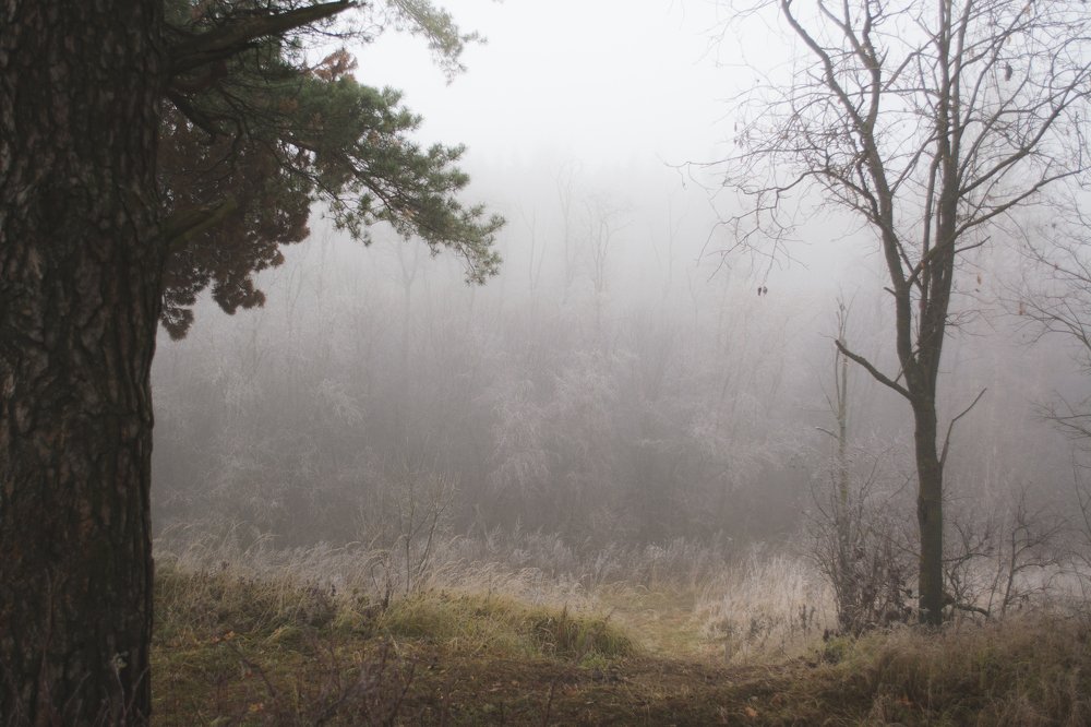 Photograph by Артем Полинин