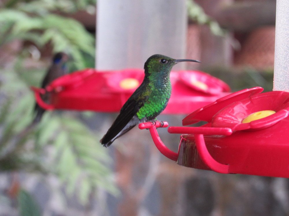 COLIBRI