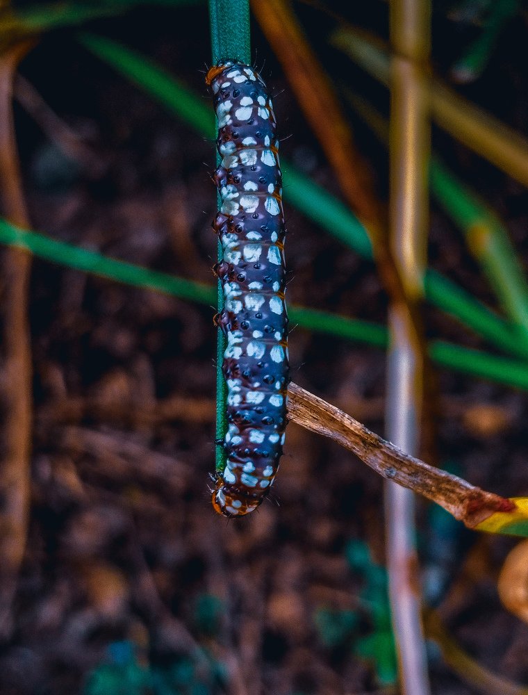 Photograph by Margaret Bertram Robert