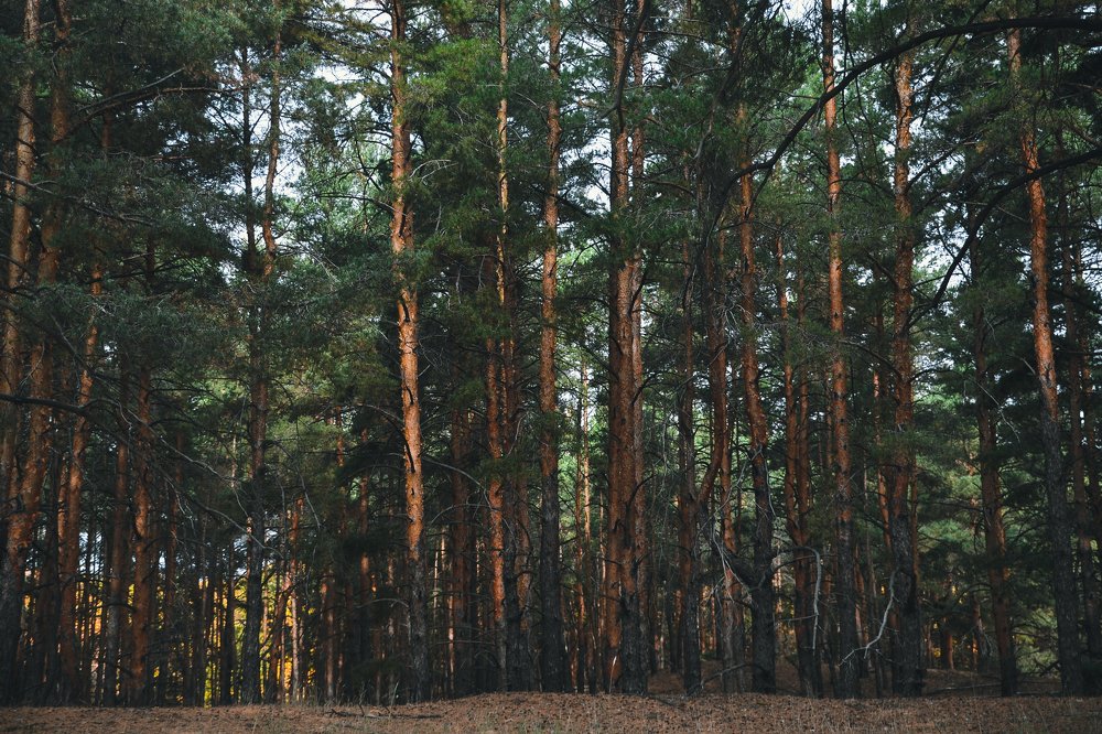 Photograph by Дарья Сычева