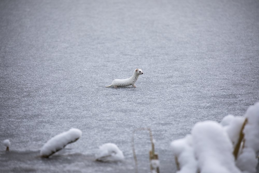 Photograph by Сергей Анискович