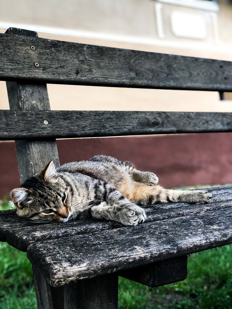 Sleepy cat in Viscri village, Romania