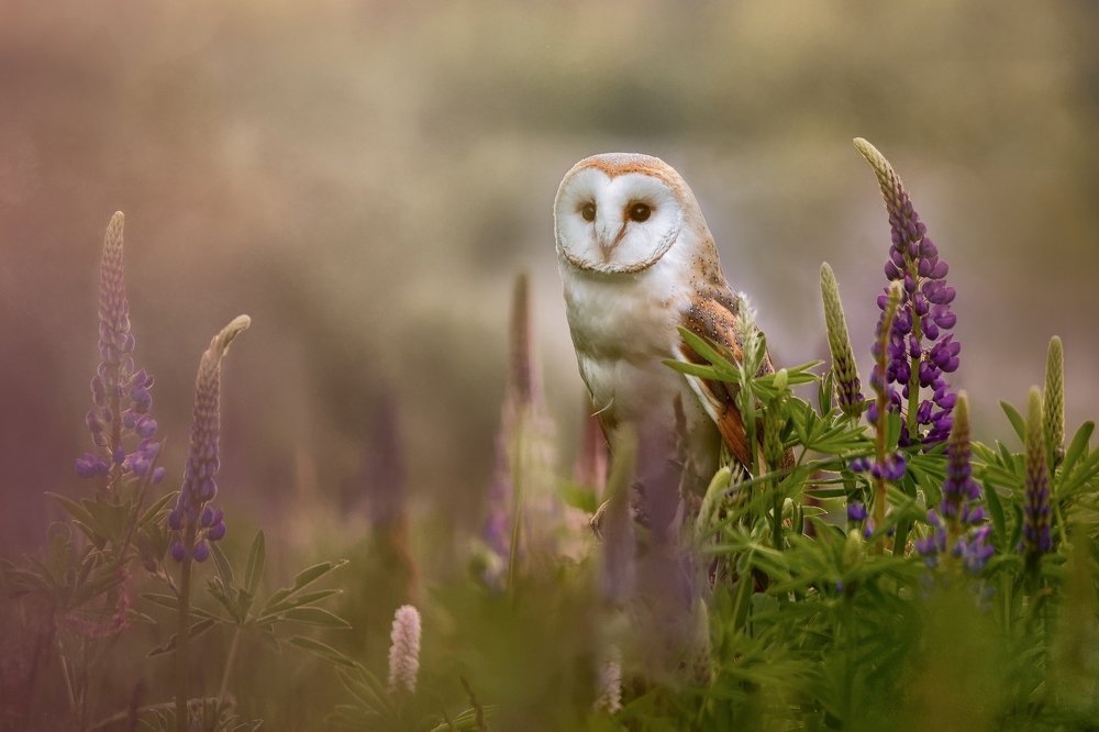 Barn Owl at sunrise
