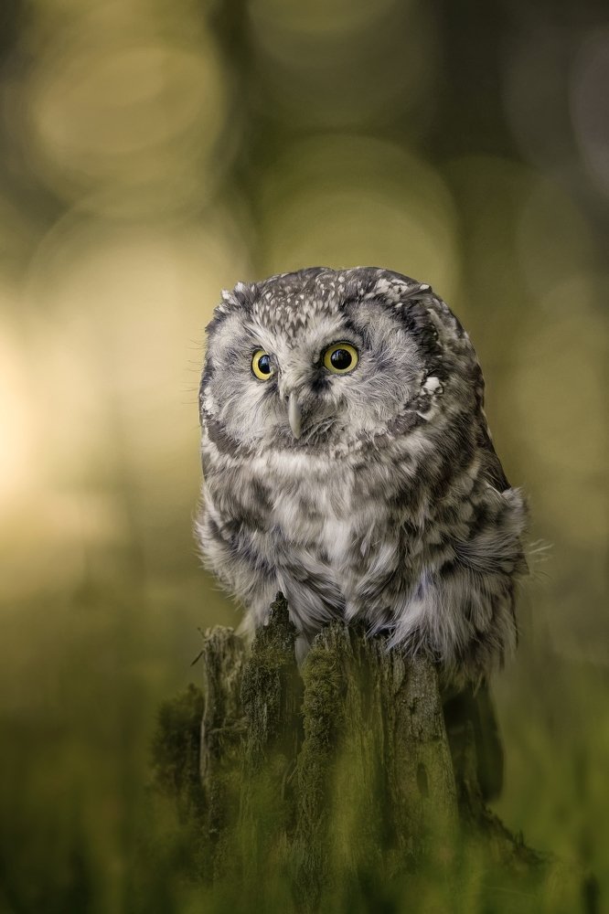 Boreal owl