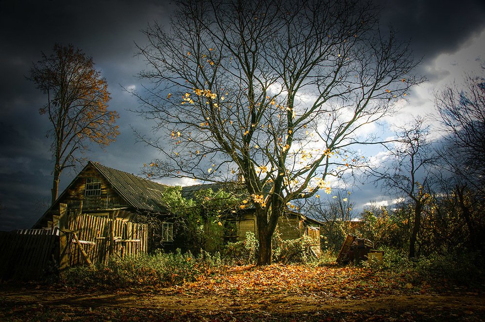 Опавший клён