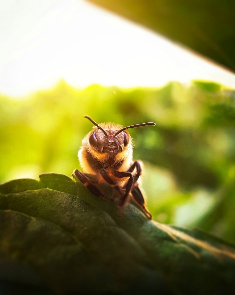 Bee portrait
