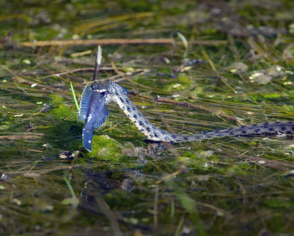 Photograph by петр чиков