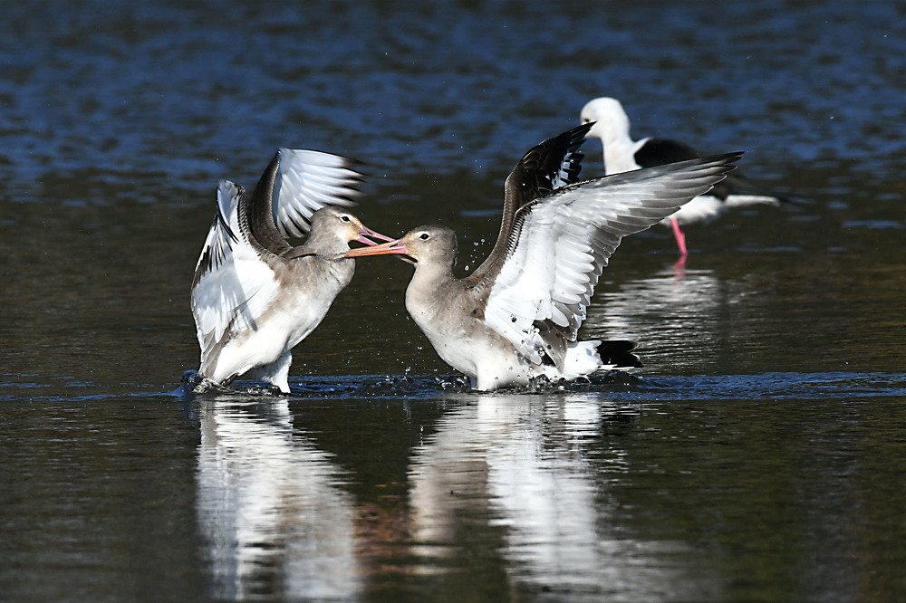 Black Tailed godwit