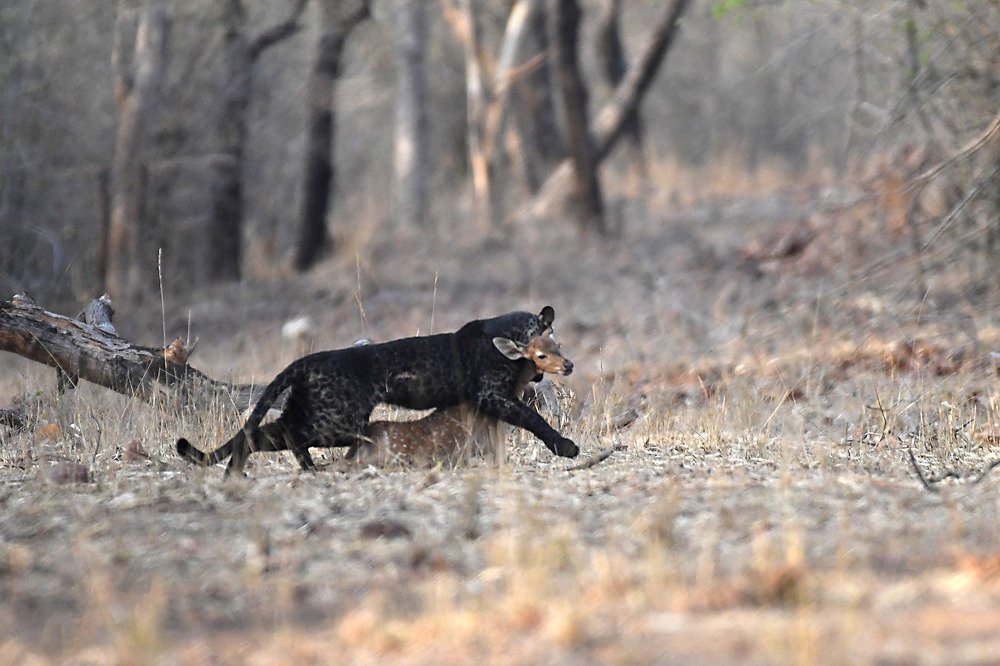 Black leopard with kill