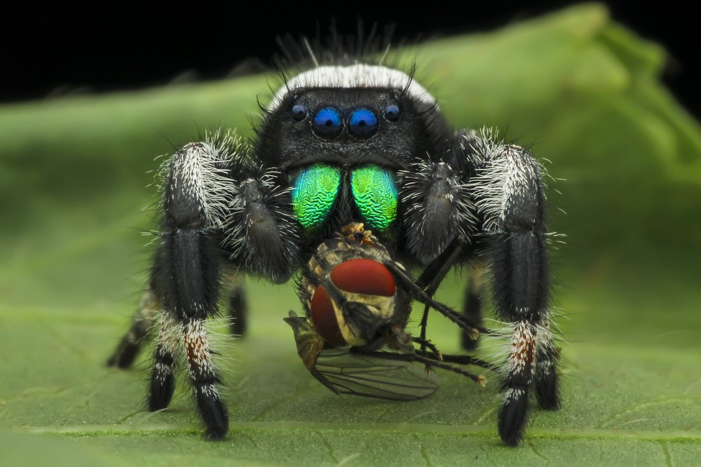 Photograph by Fahrul Rozy