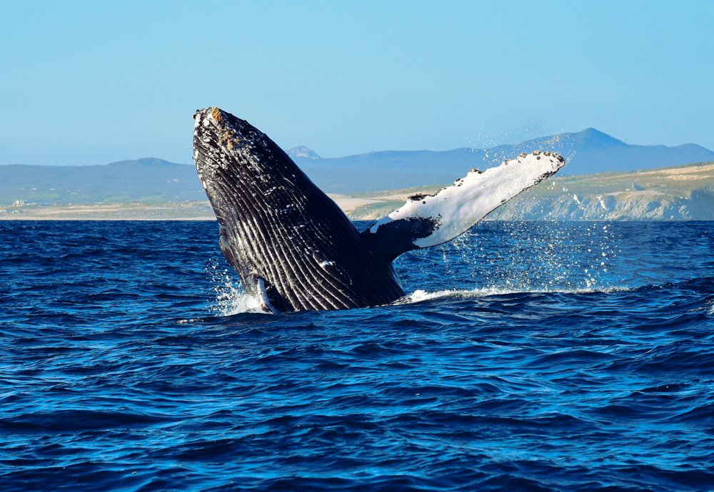 Фотография автора Gabriela Bonilla