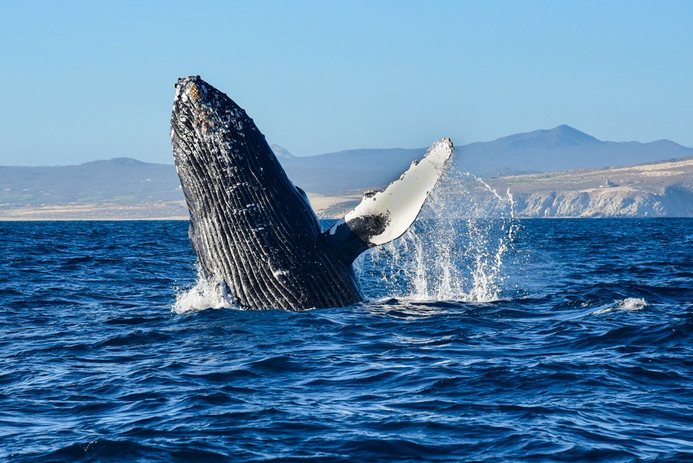 Фотография автора Gabriela Bonilla