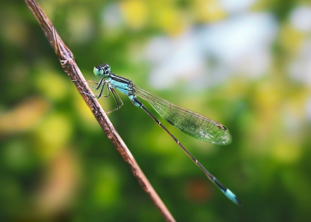 Photograph by Ahmad Shihab