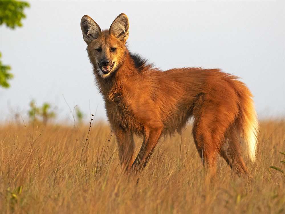 Maned wolf