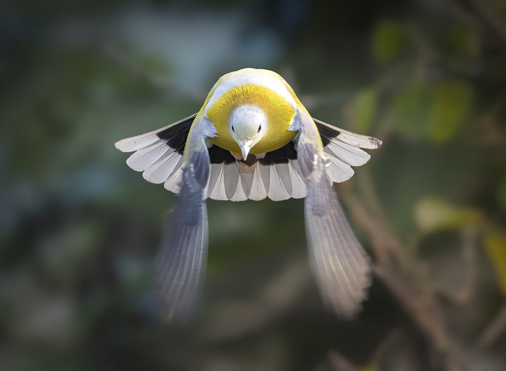 Yellow-footed green pigeon in flight