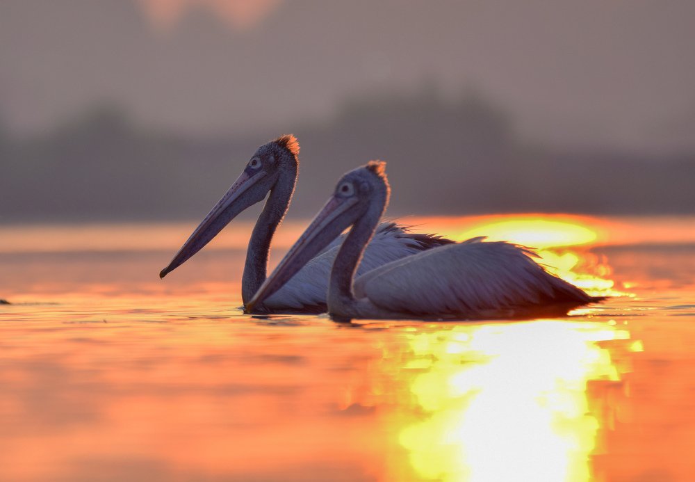 Pelican pair