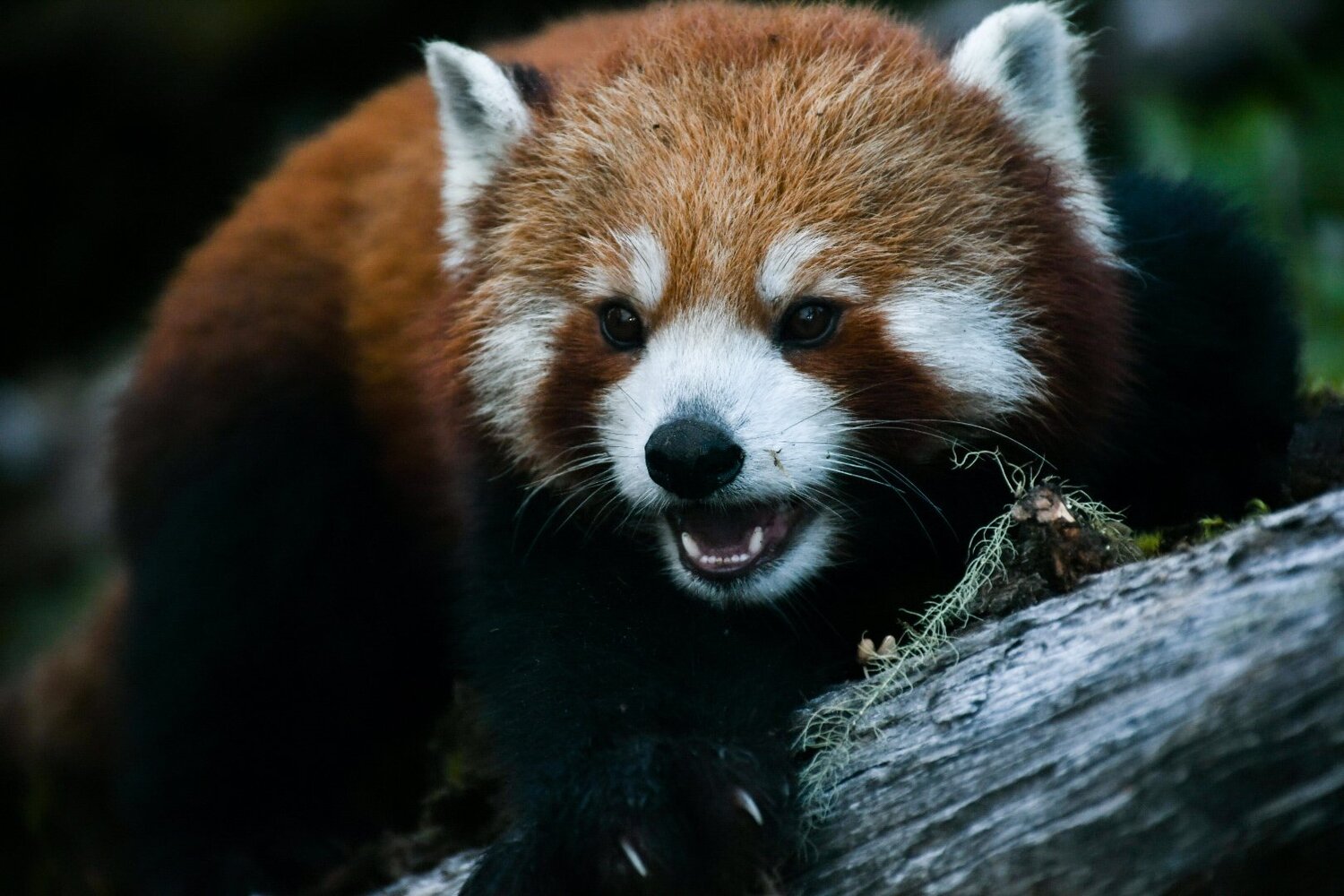 Red Panda