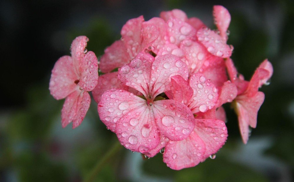 Photograph by Алина