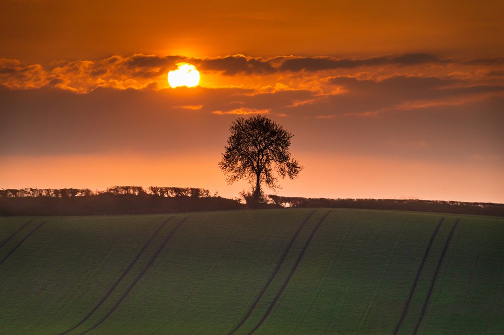 Tree & Rising Sun