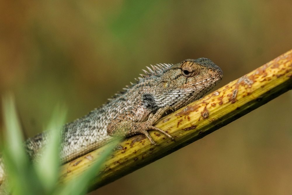 Photograph by Sumit Singh