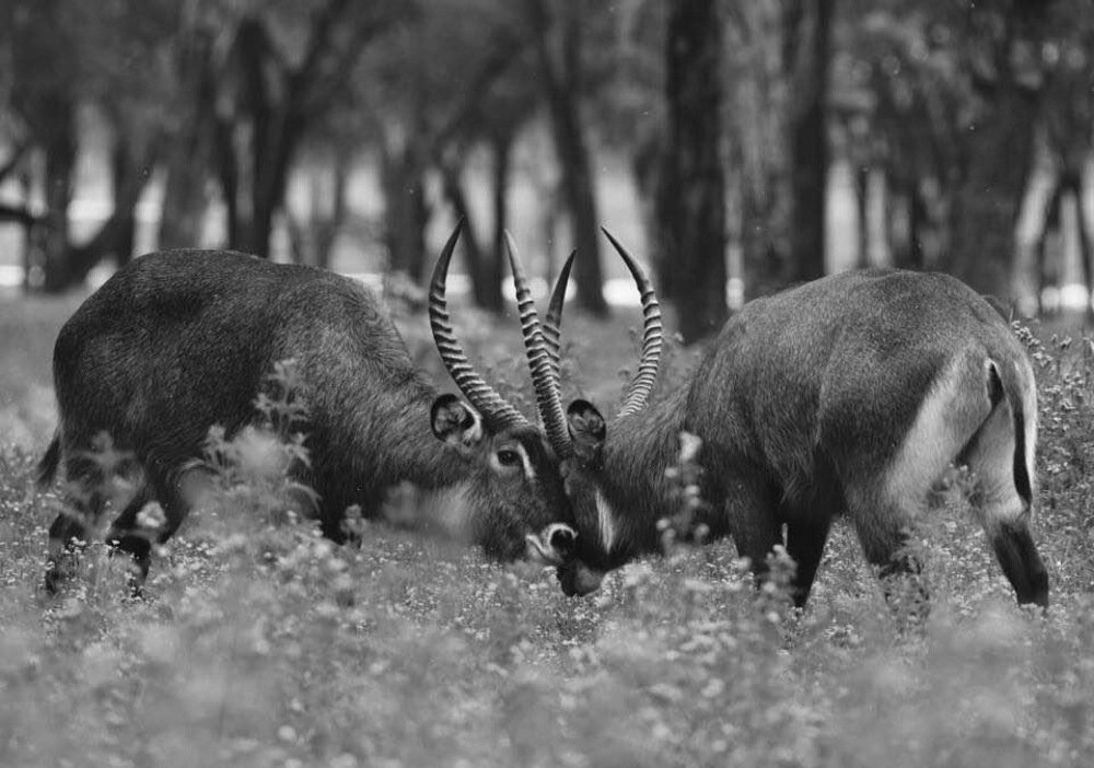 Photograph by Federico Genovese