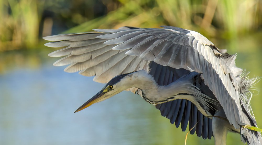 Фотография автора Joao Lelo
