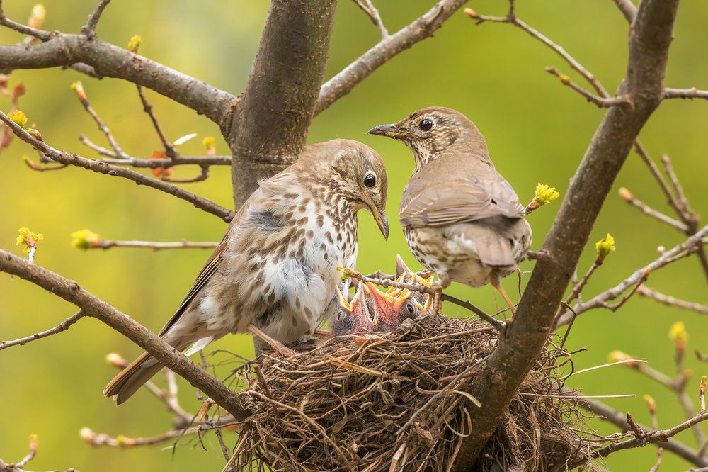 История одного гнезда