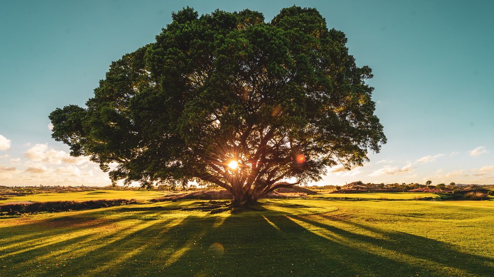 Дерево жизни на Монт Чойсиданный