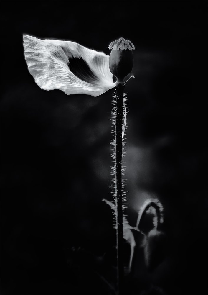 Photograph by Martin Kucera