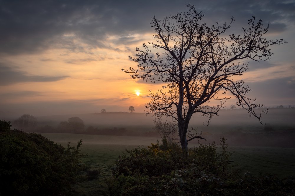 Fog