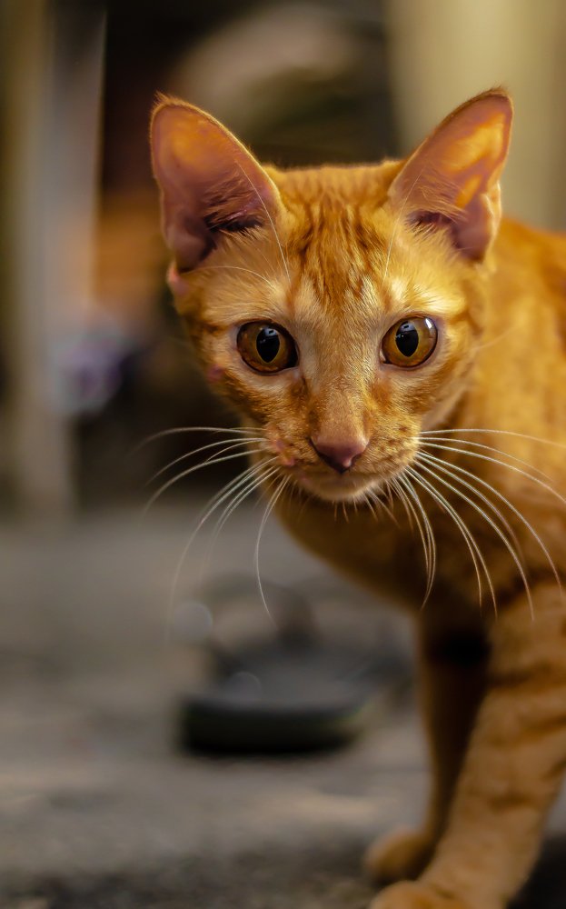 Photograph by Barnabas Oseghale