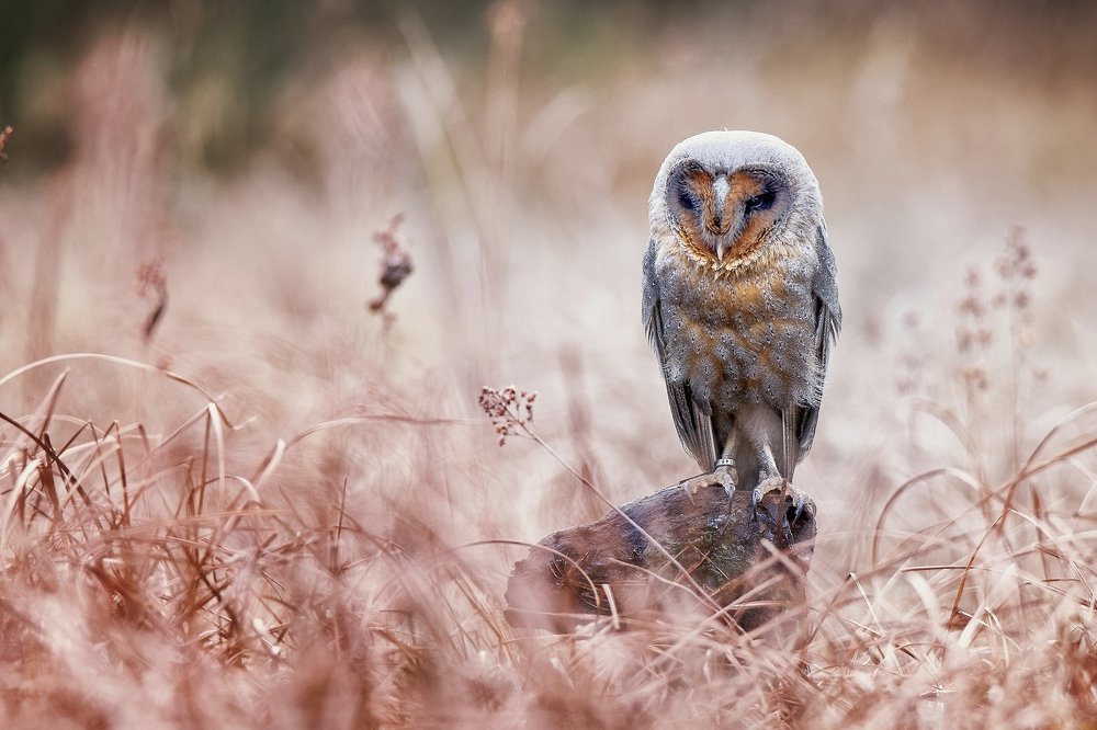 Barn Owl