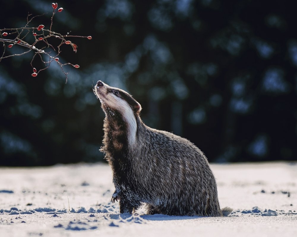 Badger on snow