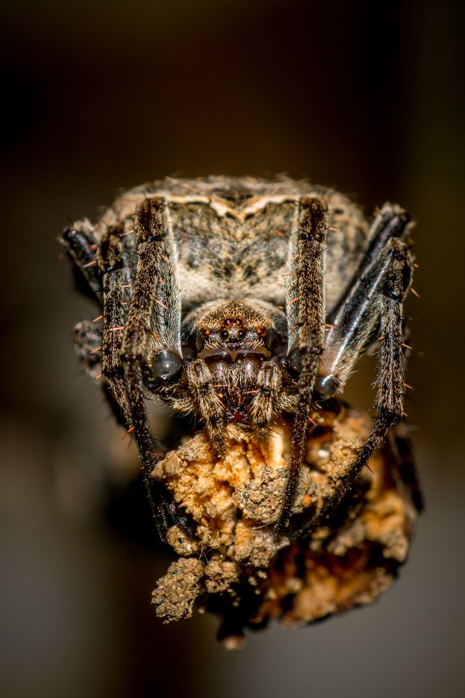 House spider ready in action.