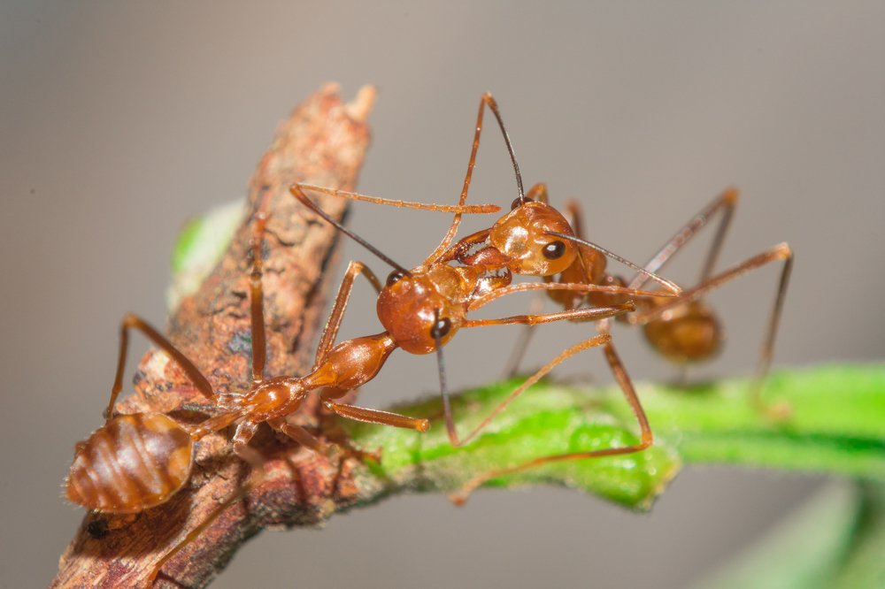 Ants together, strong together.