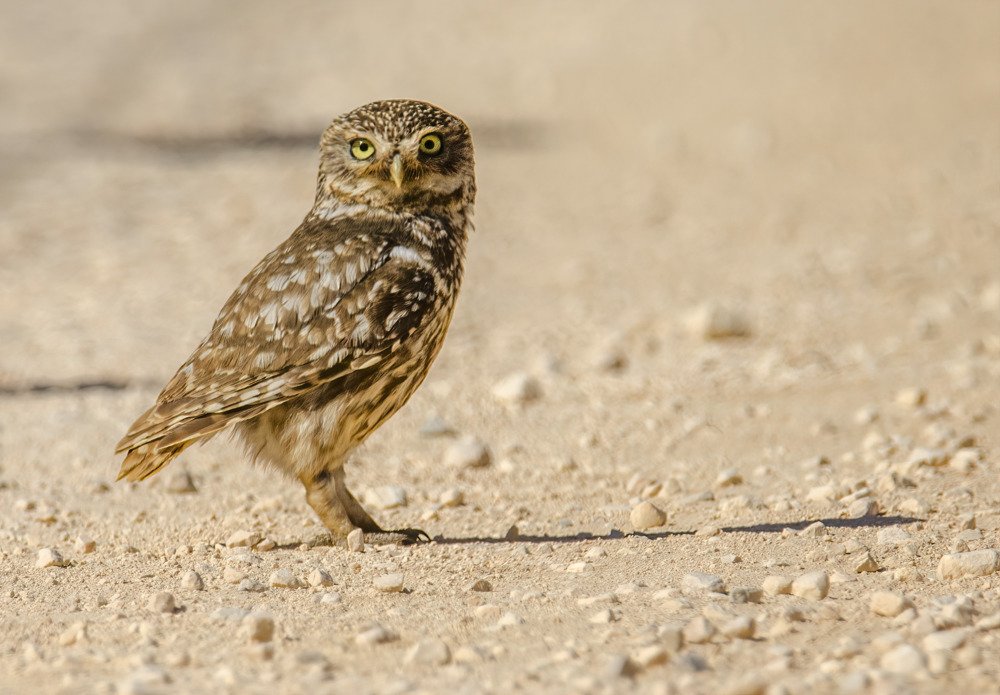 Mocho-galego (Athene noctua)