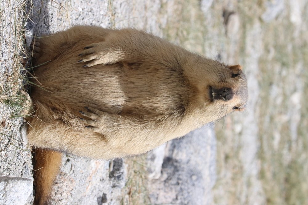 Фотография автора Sonali Mahakal